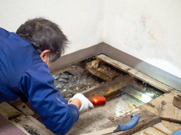 Best Certified Mold Removal  in Wellsboro, PA