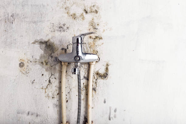 Mold Removal and Inspection in Wellsboro, PA