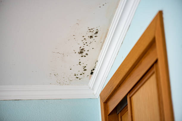 Best Commercial Mold Removal  in Wellsboro, PA