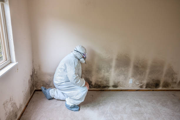 Best Attic Mold Removal  in Wellsboro, PA