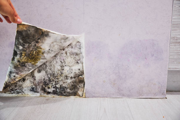 Best Attic Mold Removal  in Wellsboro, PA